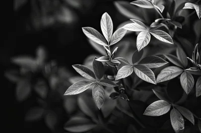 Close Up Of Lush Green Leaves In Monochrome