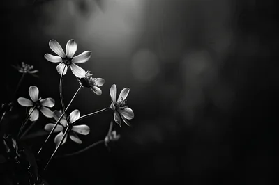 Black and White Close Up of Delicate Wildflowers