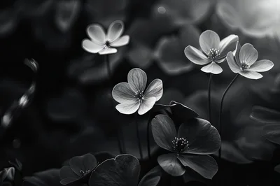 Black and White Close Up of Delicate Wildflowers