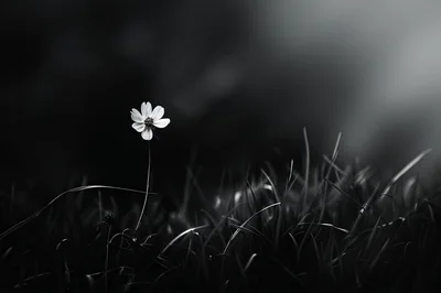 Single White Flower Standing Alone In Dark Grass