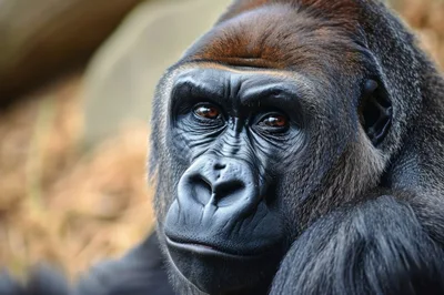 Close Up Portrait Of A Western Lowland Gorilla