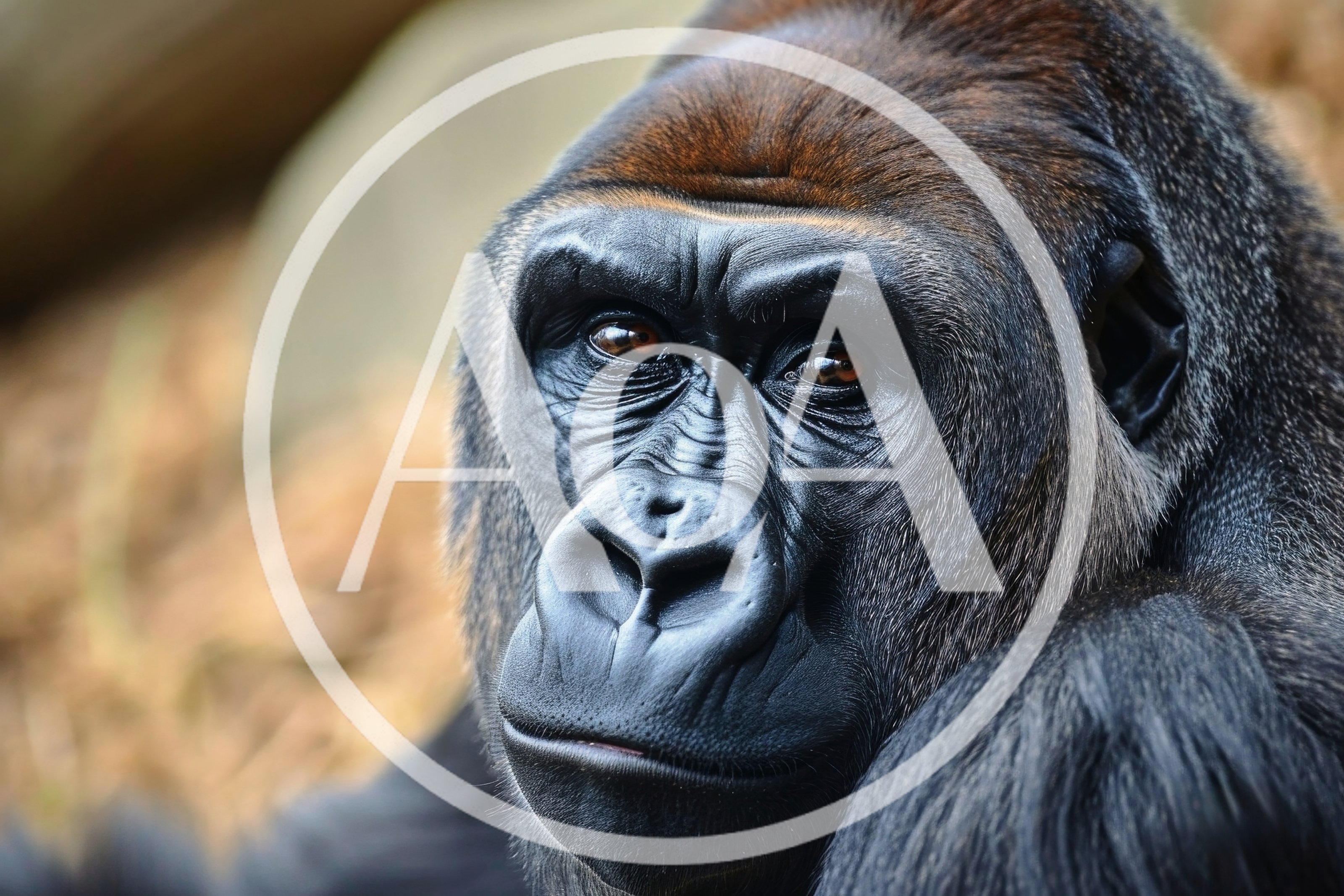 Close Up Portrait Of A Western Lowland Gorilla