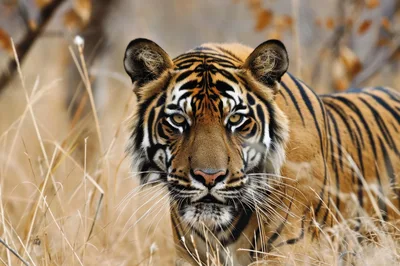 Majestic Tiger Staring Directly Into Camera
