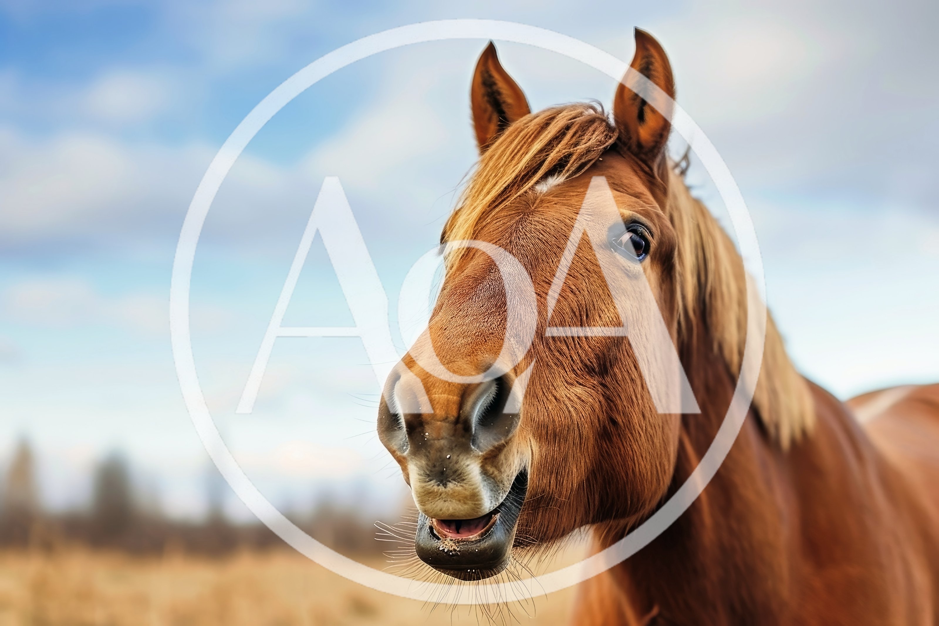 Close Up Portrait Of A Brown Horse