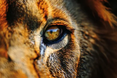 Extreme Close Up Of A Lion Eye
