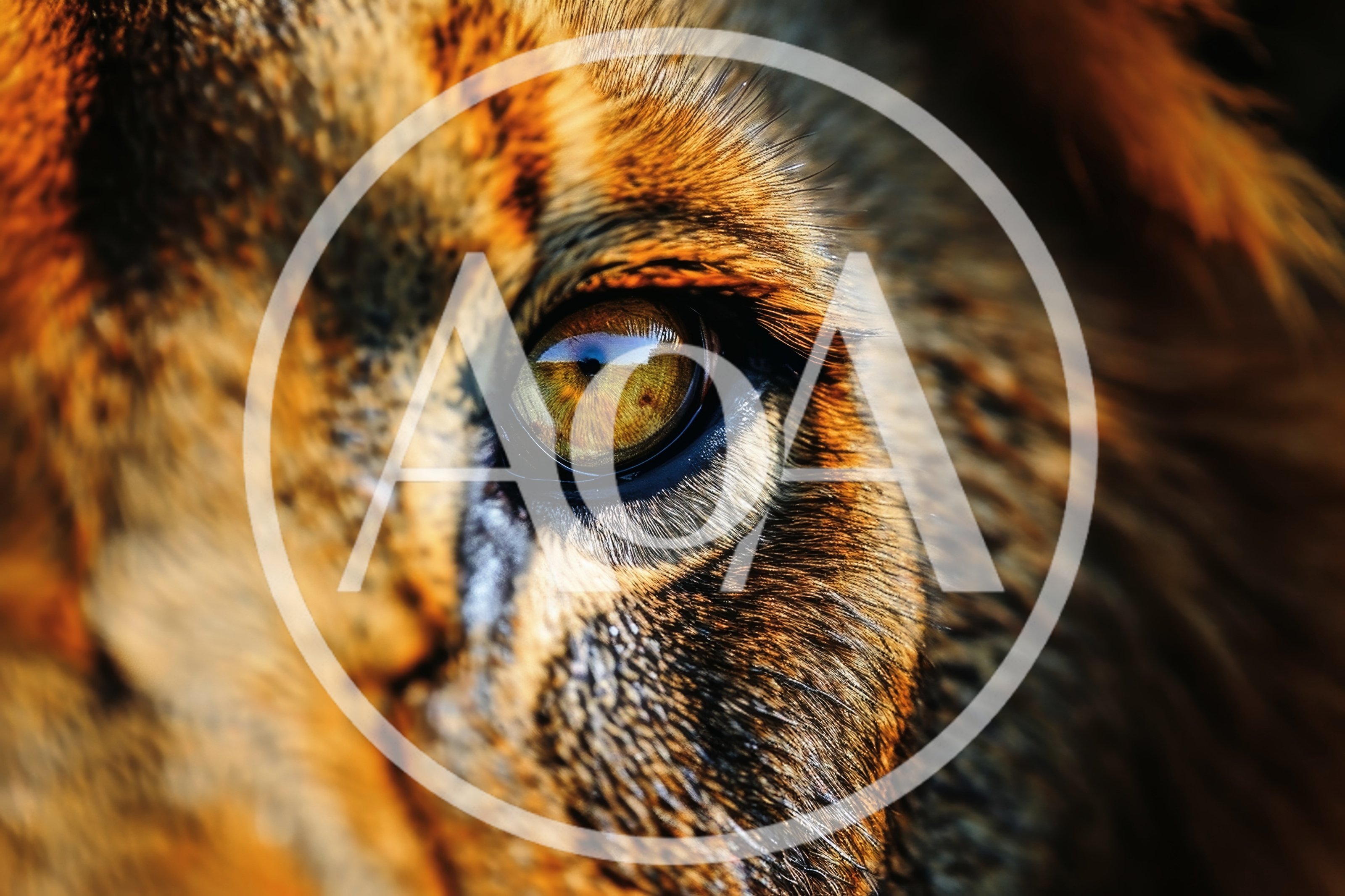 Extreme Close Up Of A Lion Eye