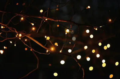 Fairy Lights Wrapped Around Tree Branches At Night