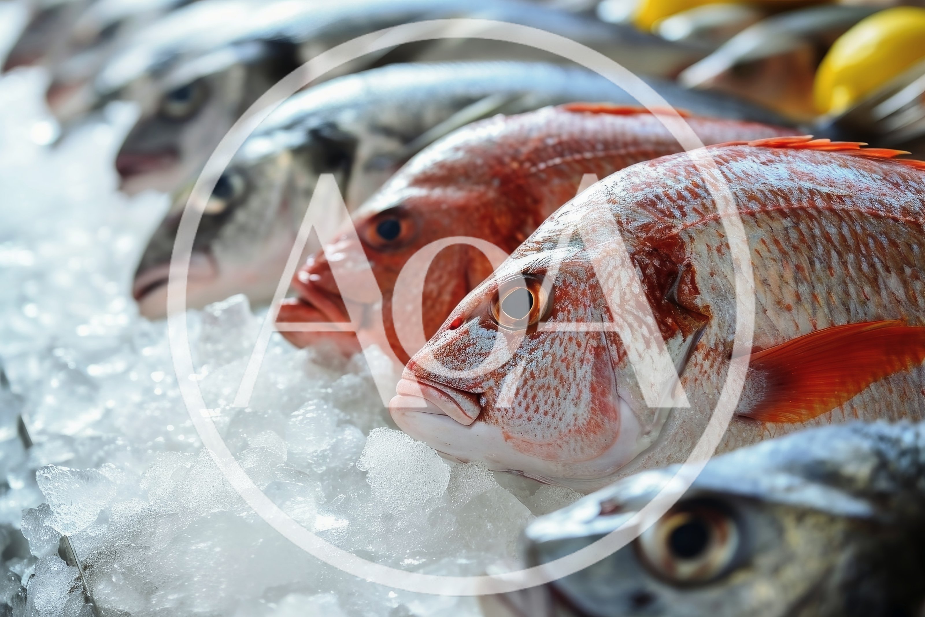 Fresh Red Snapper Fish Displayed On Crushed Ice