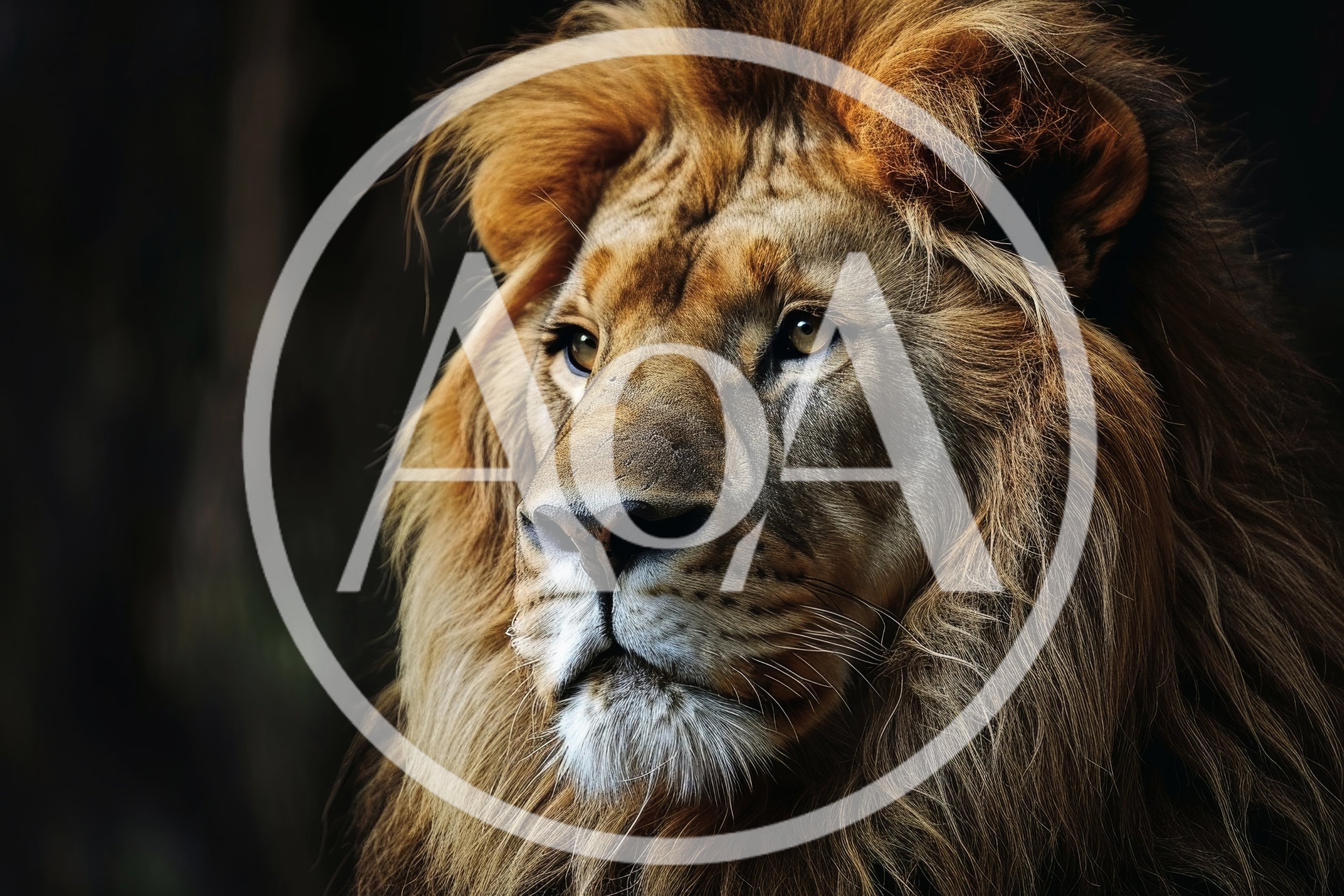 Majestic Male Lion Portrait With Flowing Mane