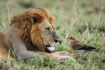 Male Lion Resting With A Small Bird In Grass