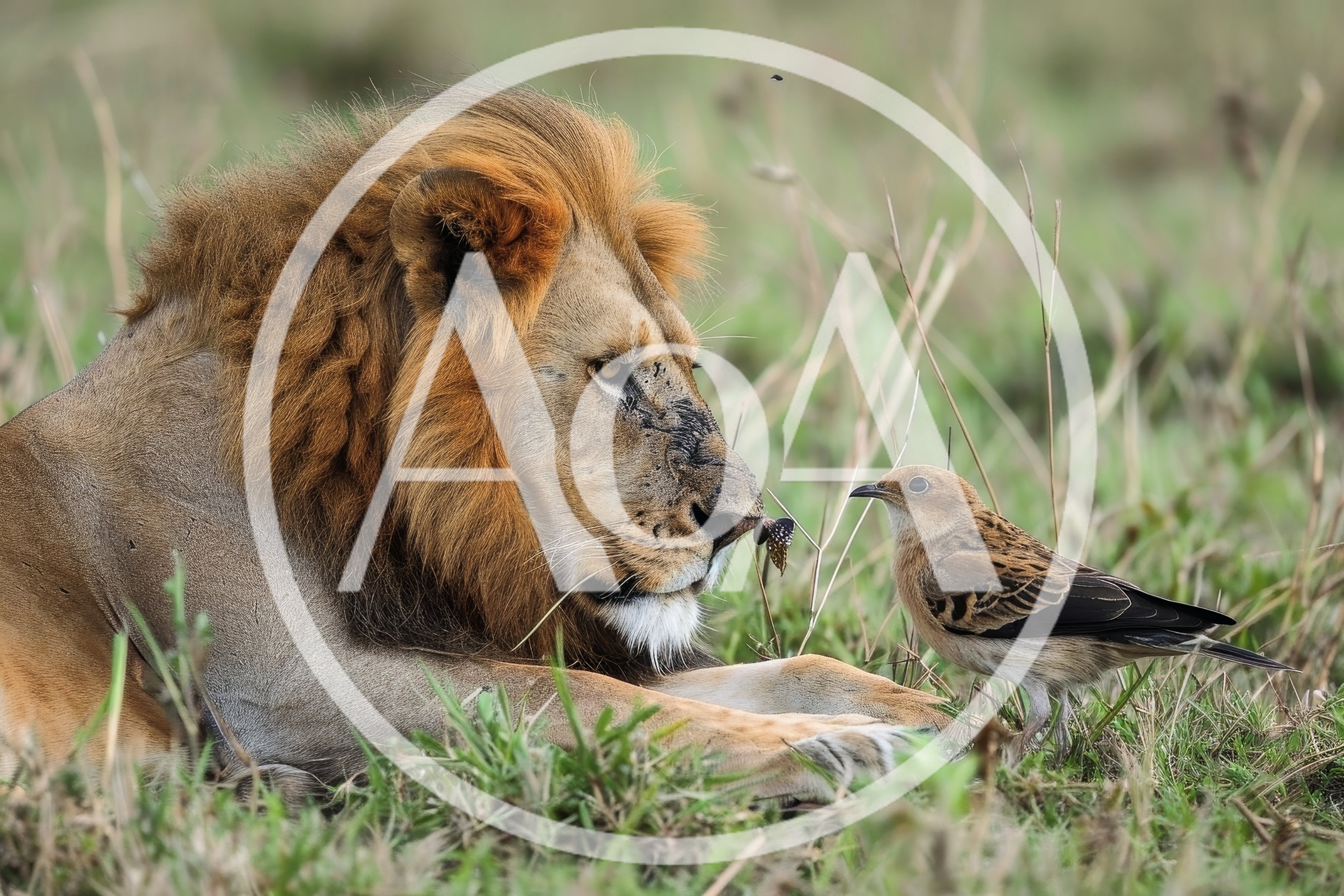 Male Lion Resting With A Small Bird In Grass