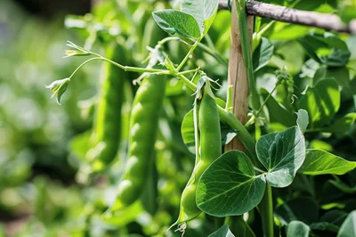 Fresh Green Pea Pods Growing on Vine