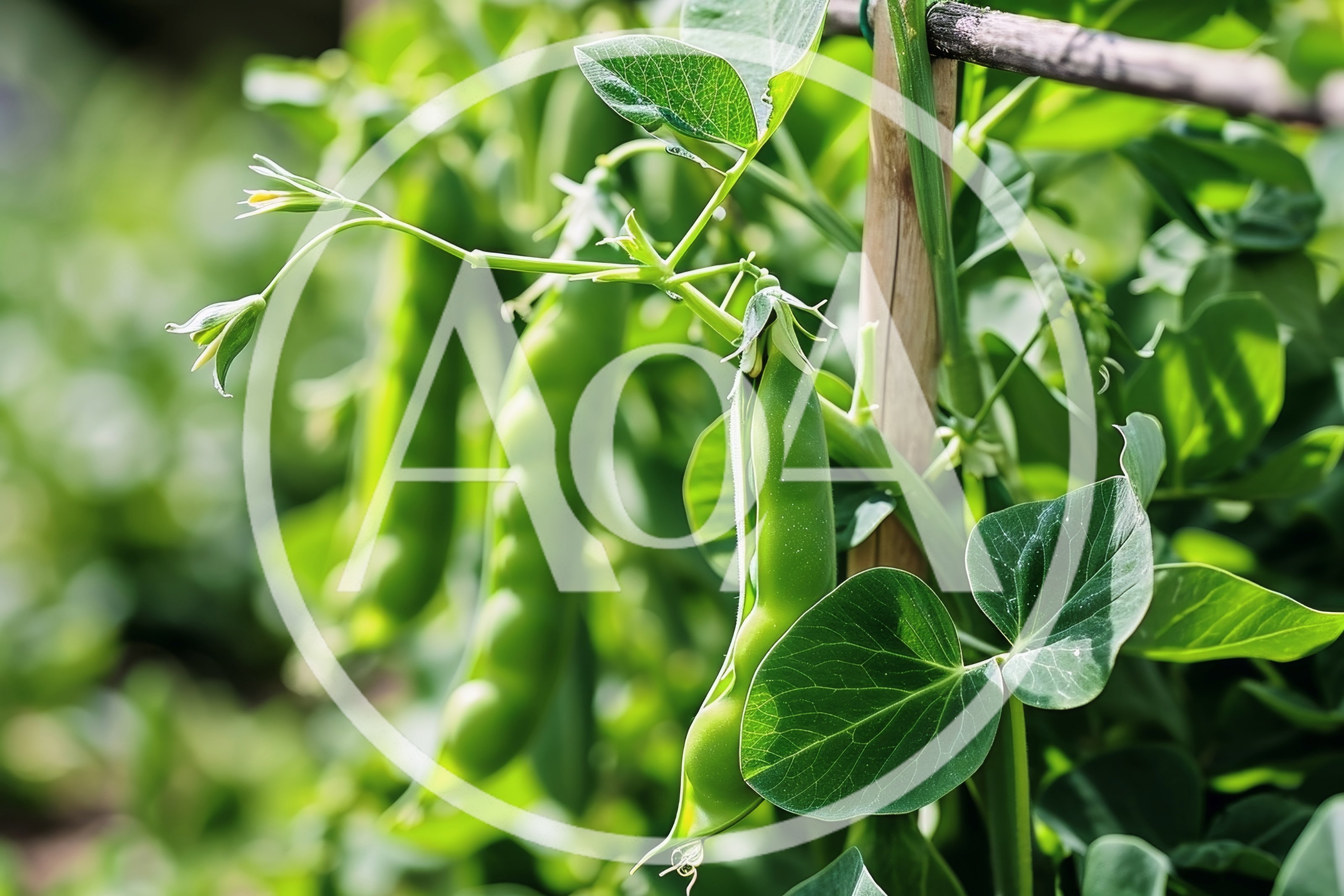 Fresh Green Pea Pods Growing on Vine