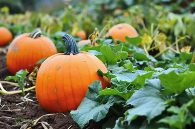 Orange Pumpkins Growing In A Lush Autumn Pumpkin Patch
