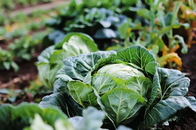 Fresh Green Cabbage Growing In A Garden