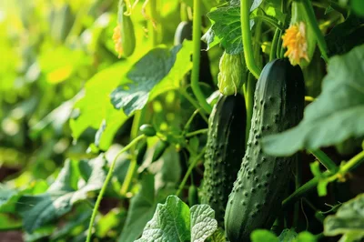 Fresh Green Cucumbers Growing On Vines In Greenhouse