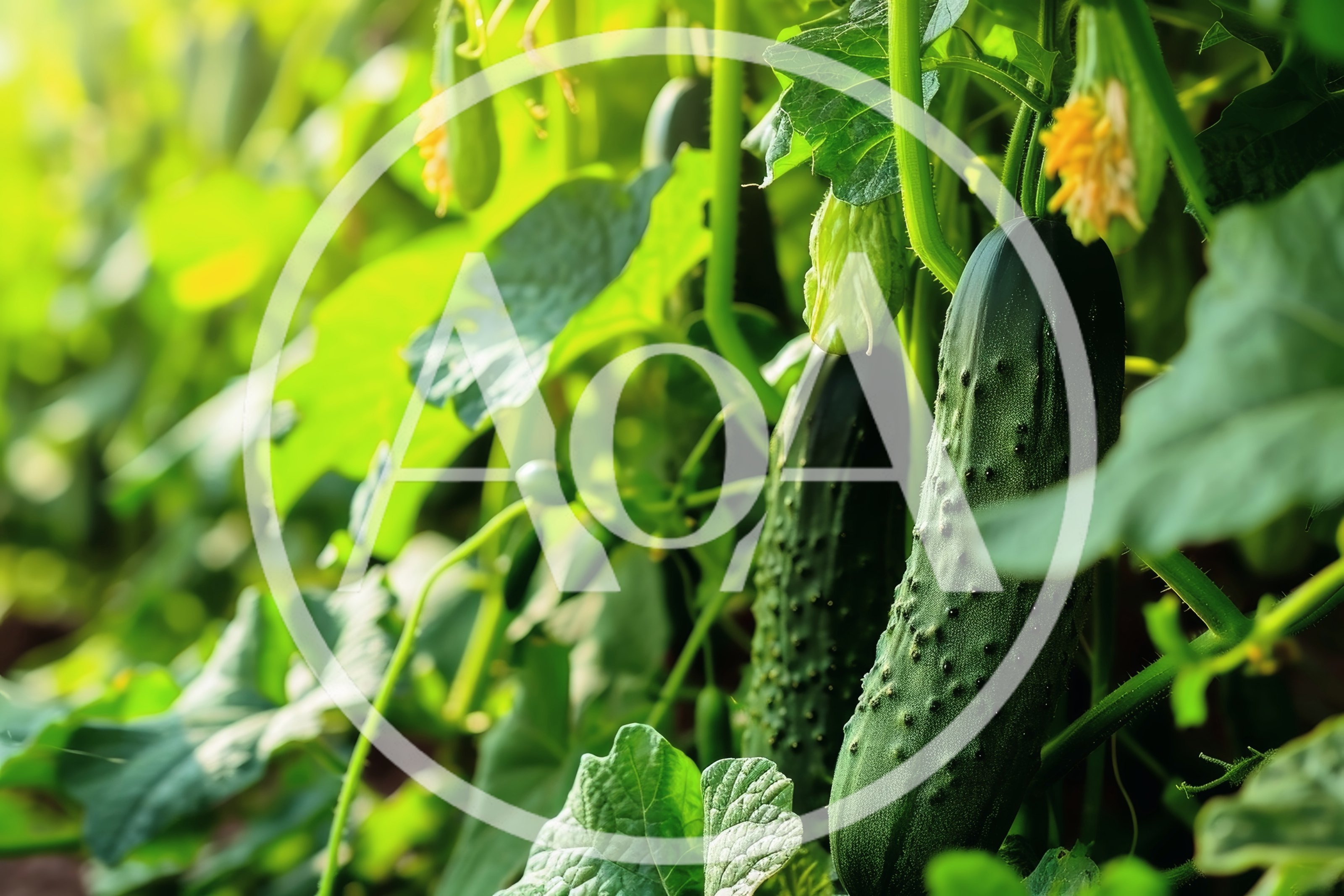 Fresh Green Cucumbers Growing On Vines In Greenhouse