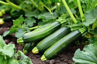 Fresh Zucchini Growing In A Garden Patch