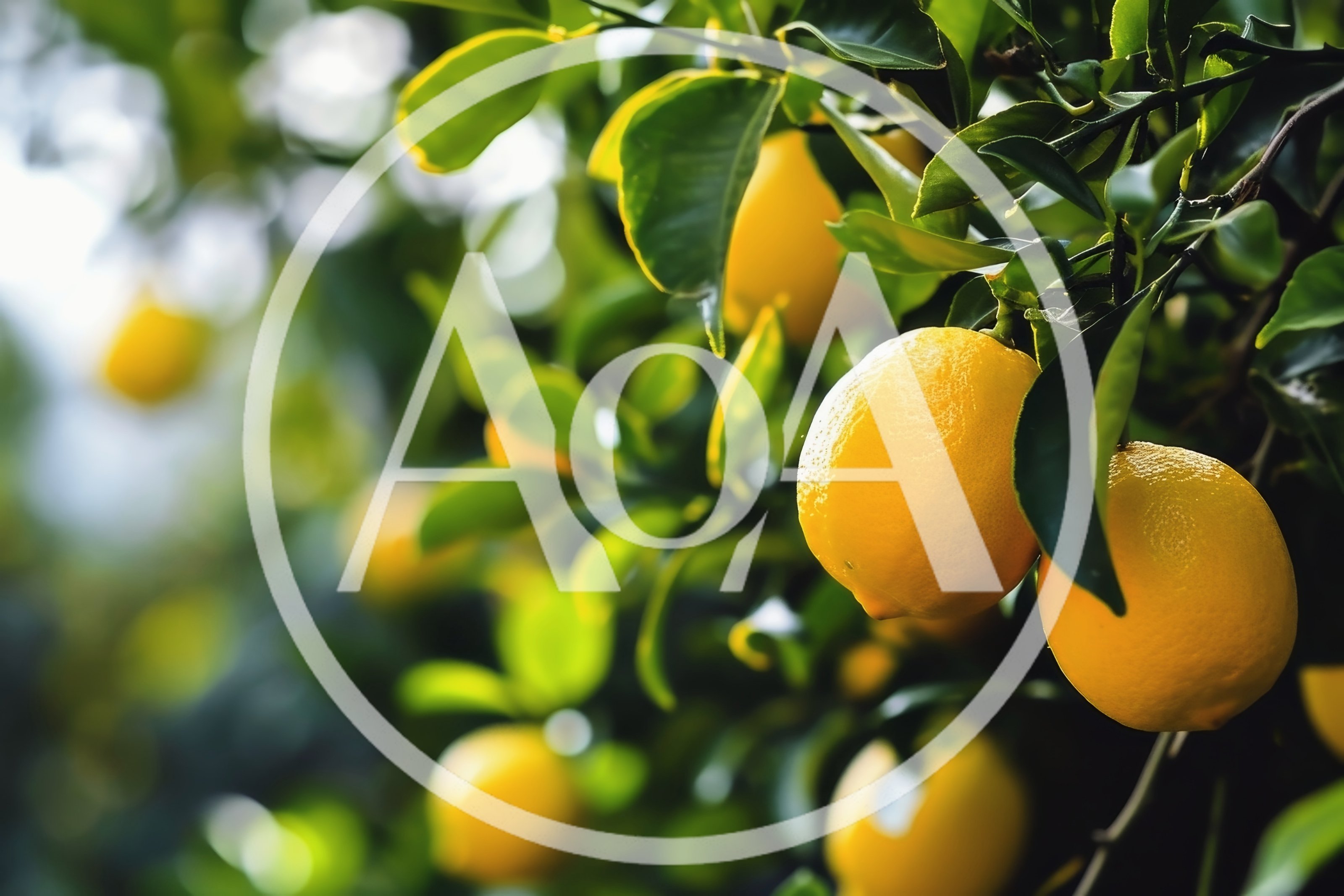 Fresh Yellow Lemons Growing On A Lush Citrus Tree