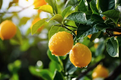 Fresh Lemons Hanging On A Tree Branch