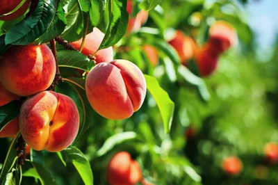Ripe Peaches Hanging On A Tree Branch