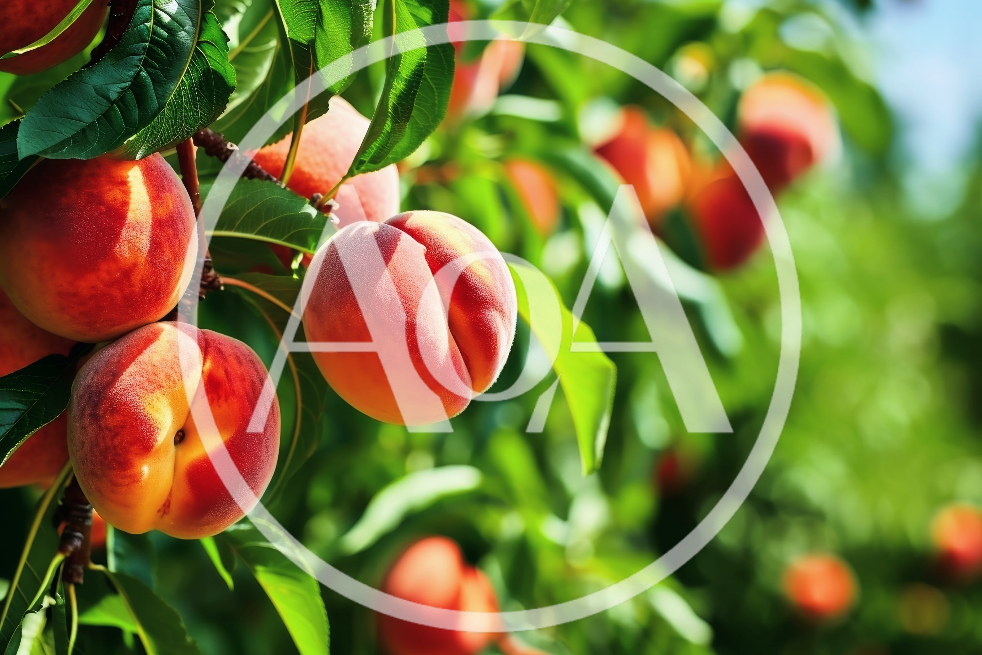 Ripe Peaches Hanging On A Tree Branch
