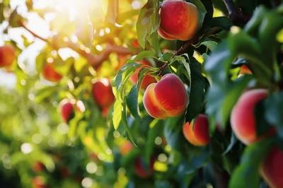 Ripe Peaches Hanging on Tree Branches in Orchard