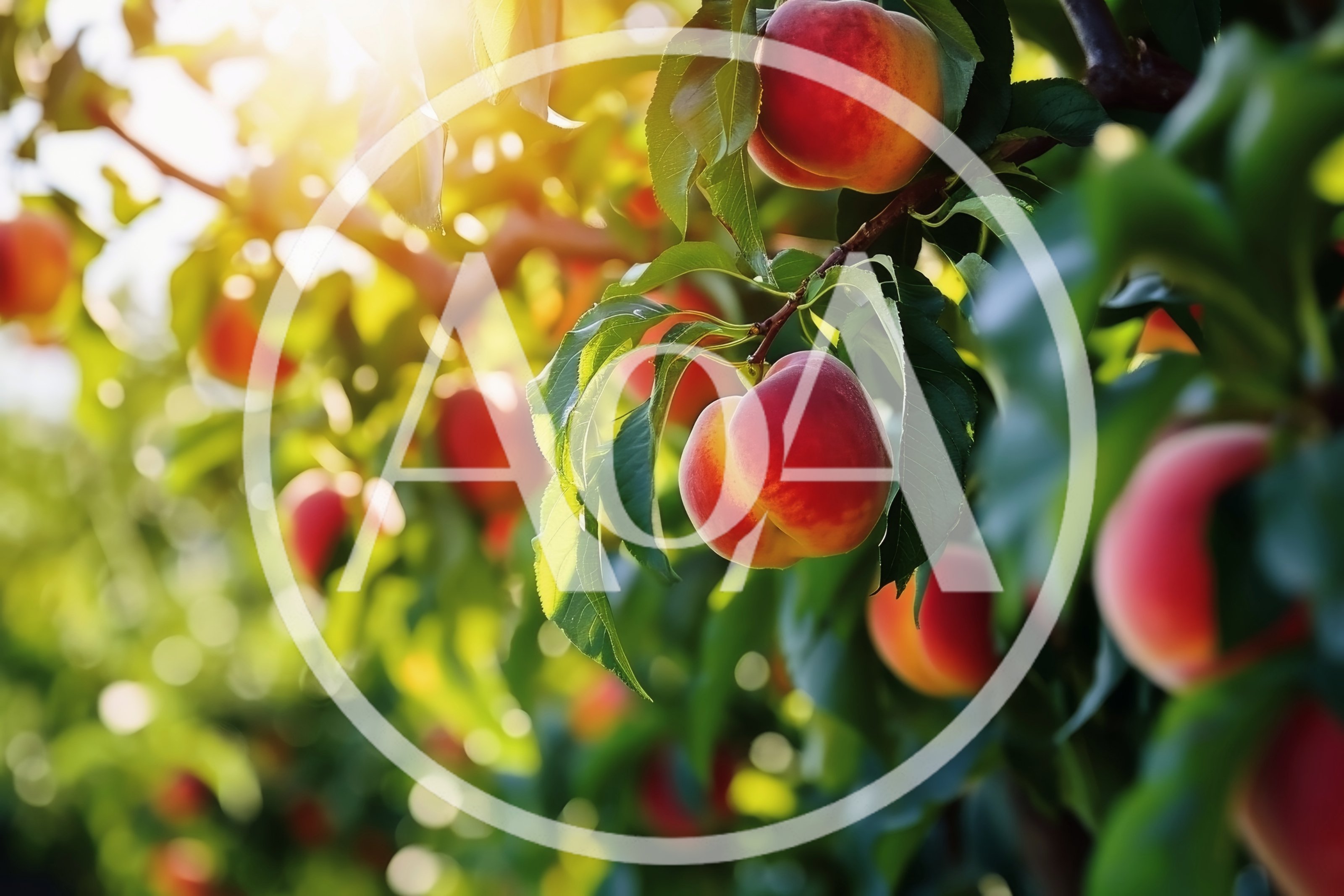 Ripe Peaches Hanging on Tree Branches in Orchard