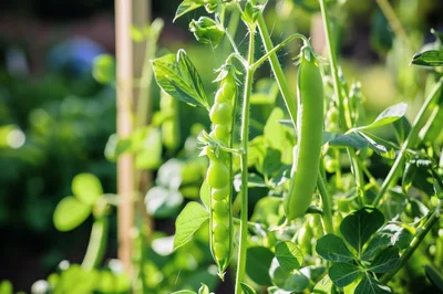 Fresh Green Pea Pods Growing In A Garden