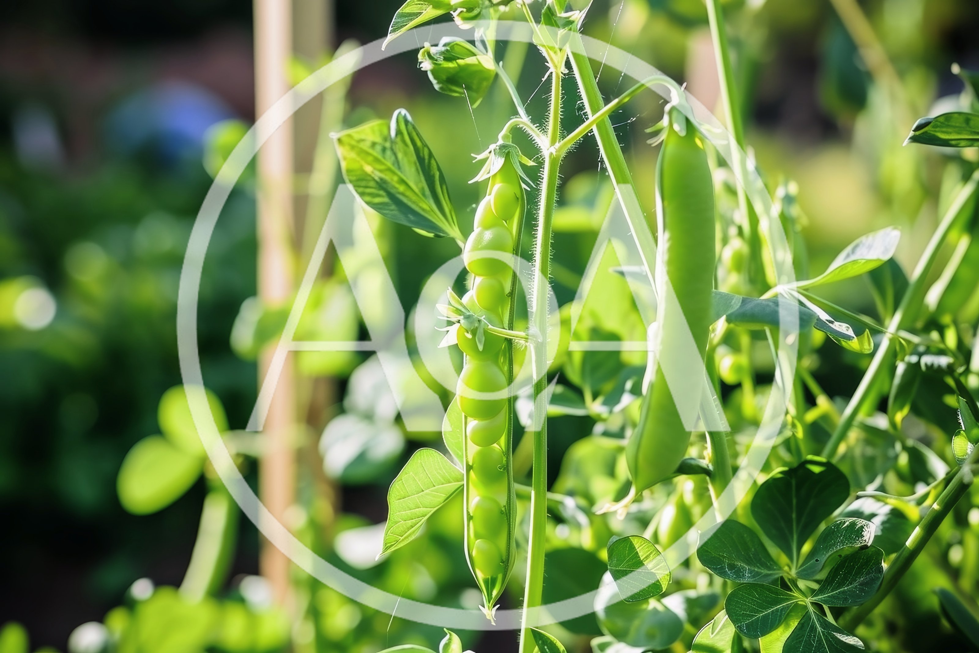 Fresh Green Pea Pods Growing In A Garden
