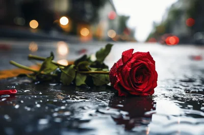 Single Red Rose Lying on Wet City Street