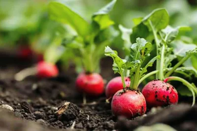Fresh Red Radishes Growing In Garden Soil