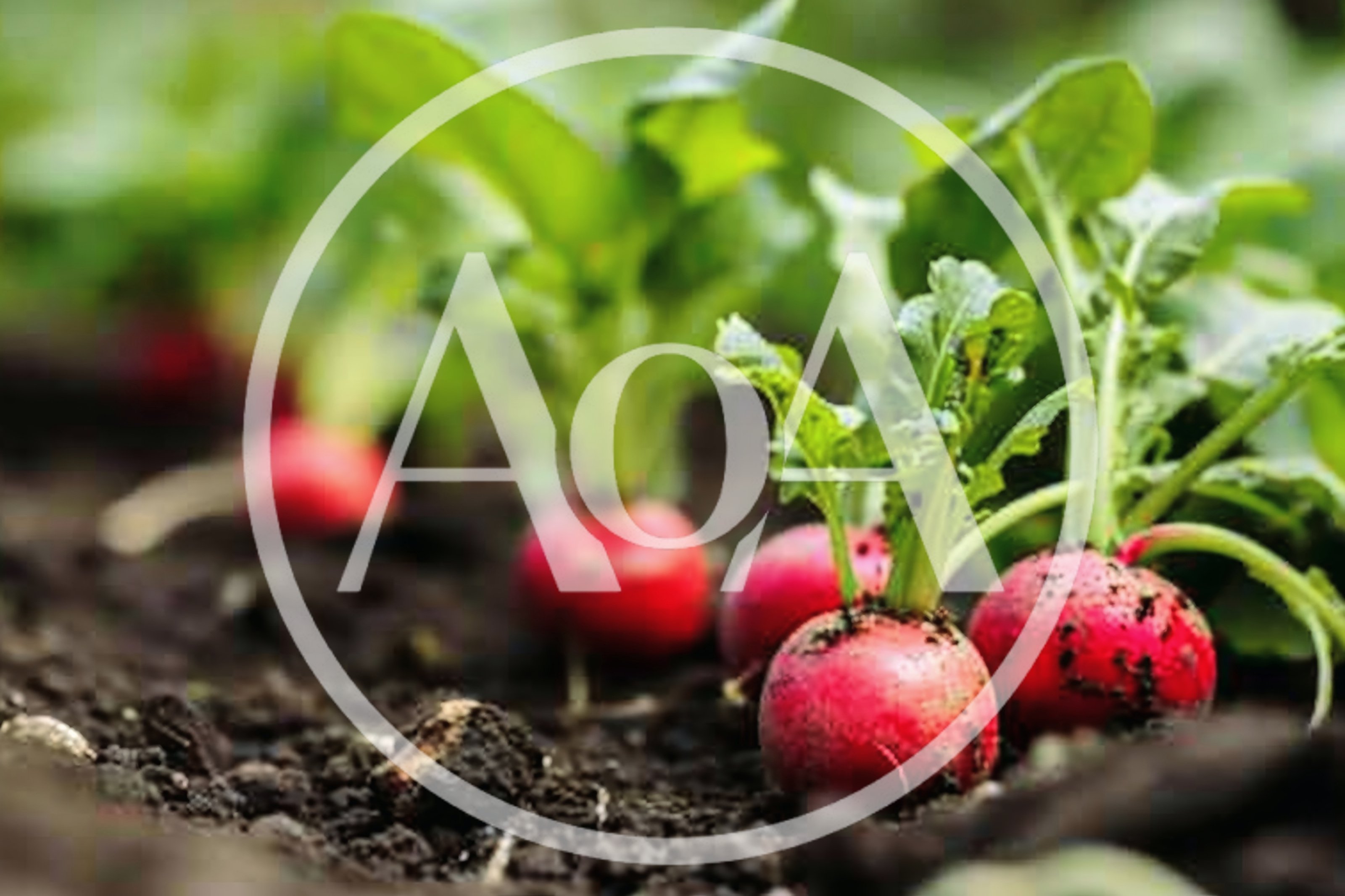 Fresh Red Radishes Growing In Garden Soil