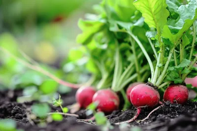 Fresh Red Radishes Growing In Organic Garden Soil