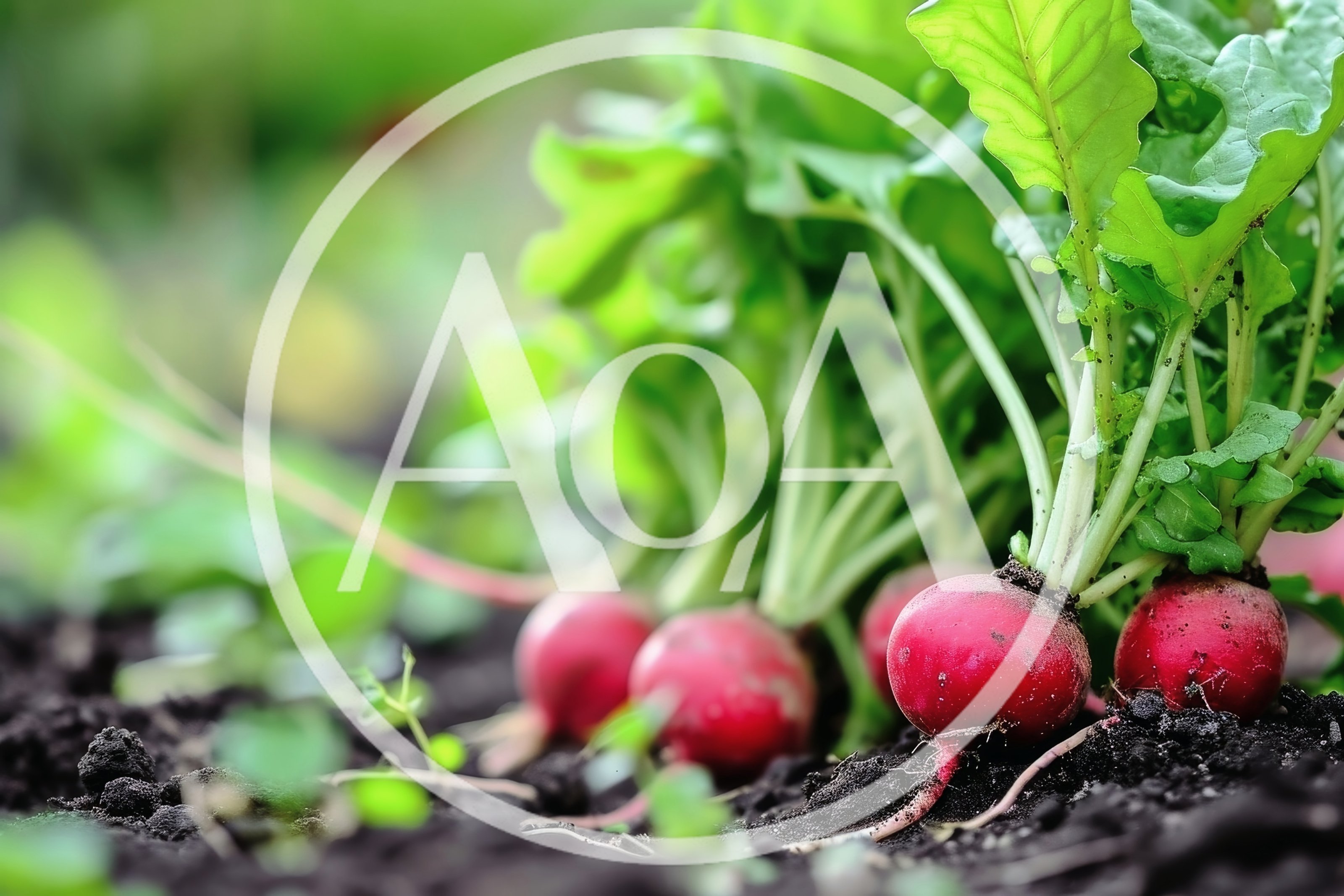 Fresh Red Radishes Growing In Organic Garden Soil