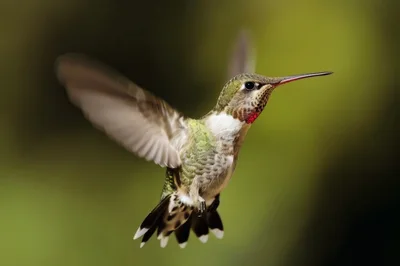 Ruby-Throated Hummingbird Hovering In Mid-Air