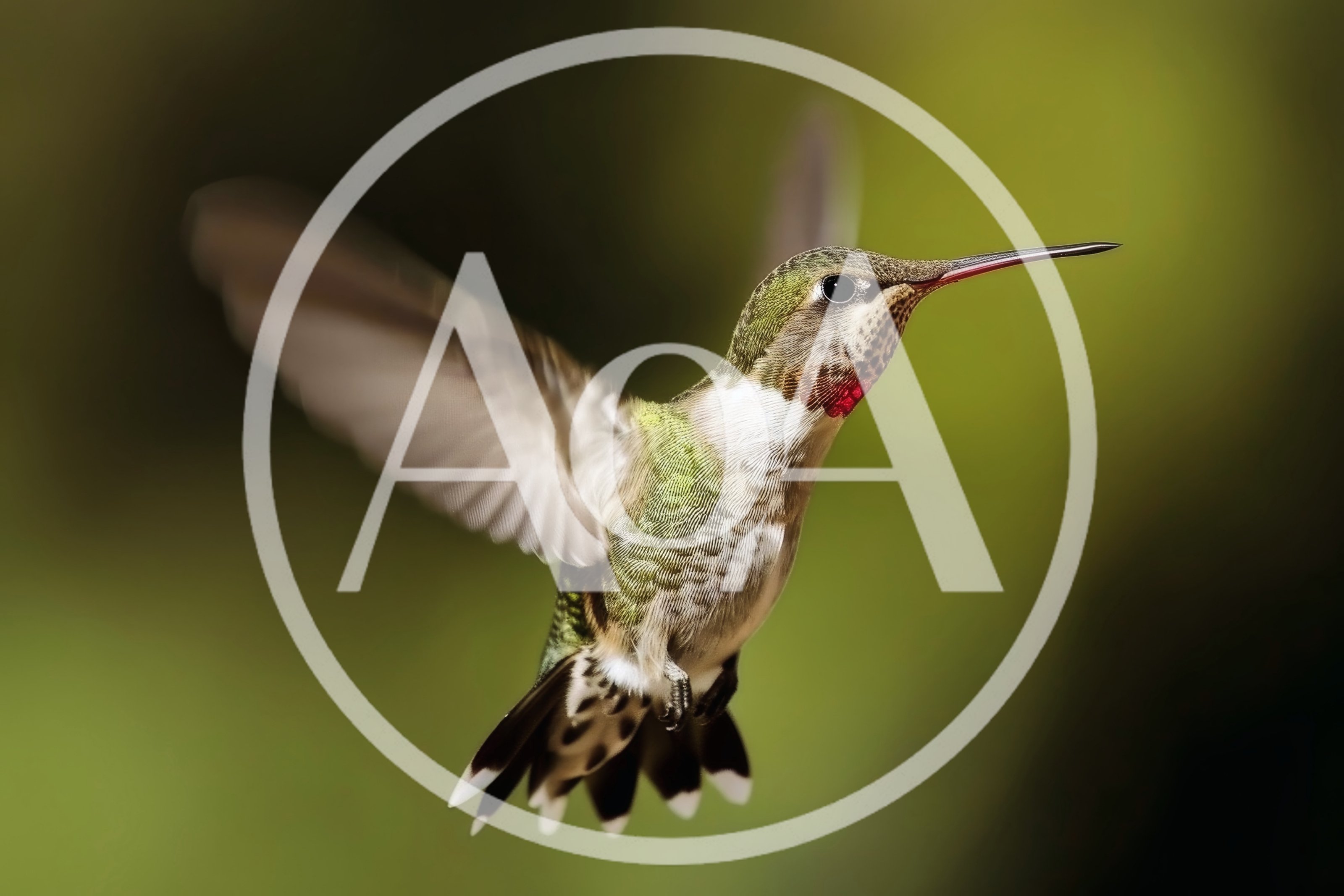 Ruby-Throated Hummingbird Hovering In Mid-Air