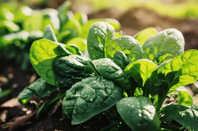 Fresh Green Spinach Leaves Growing In Garden Soil