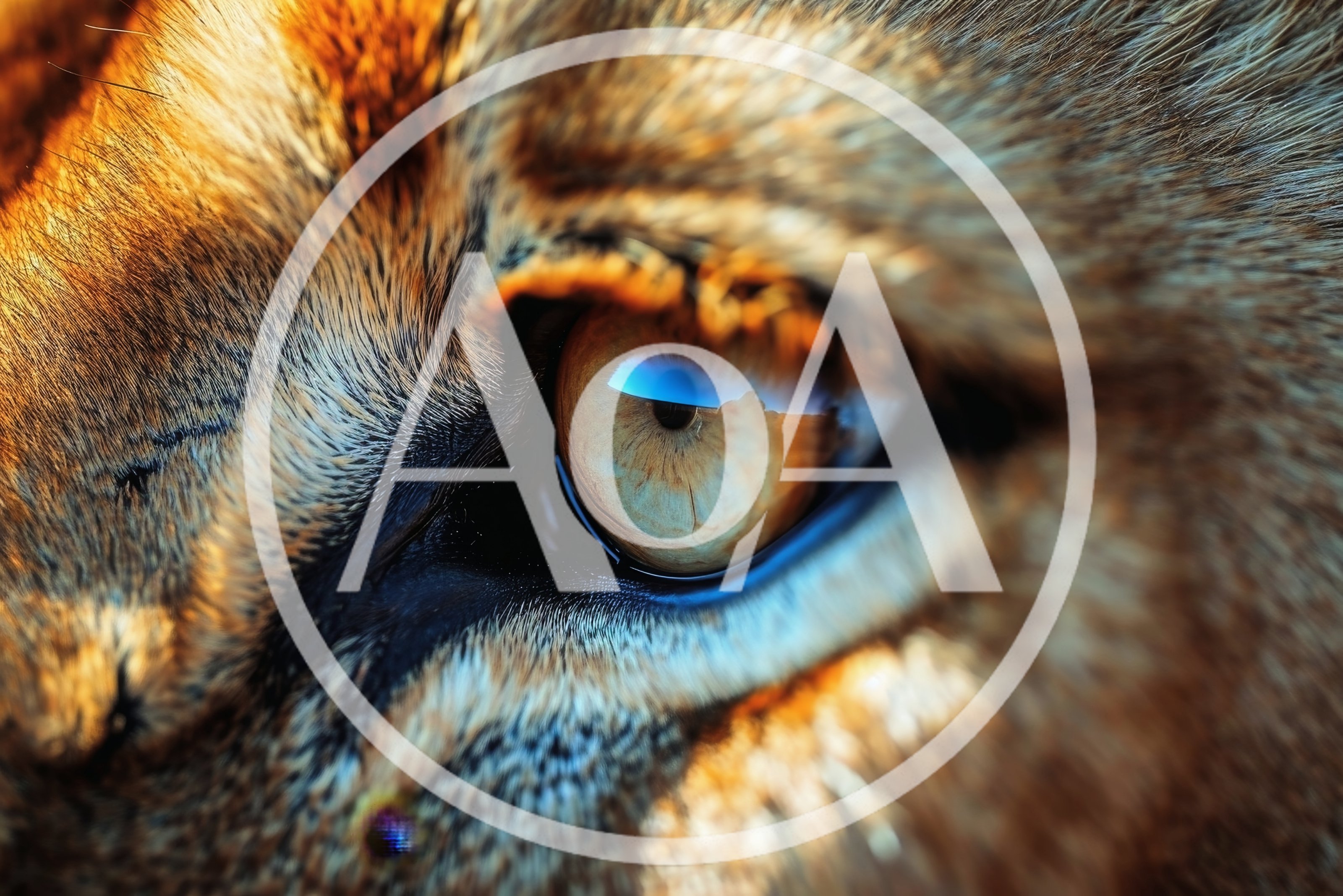 Extreme Close Up Of A Lion Eye