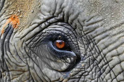 Extreme Close Up Of An Elephant Eye