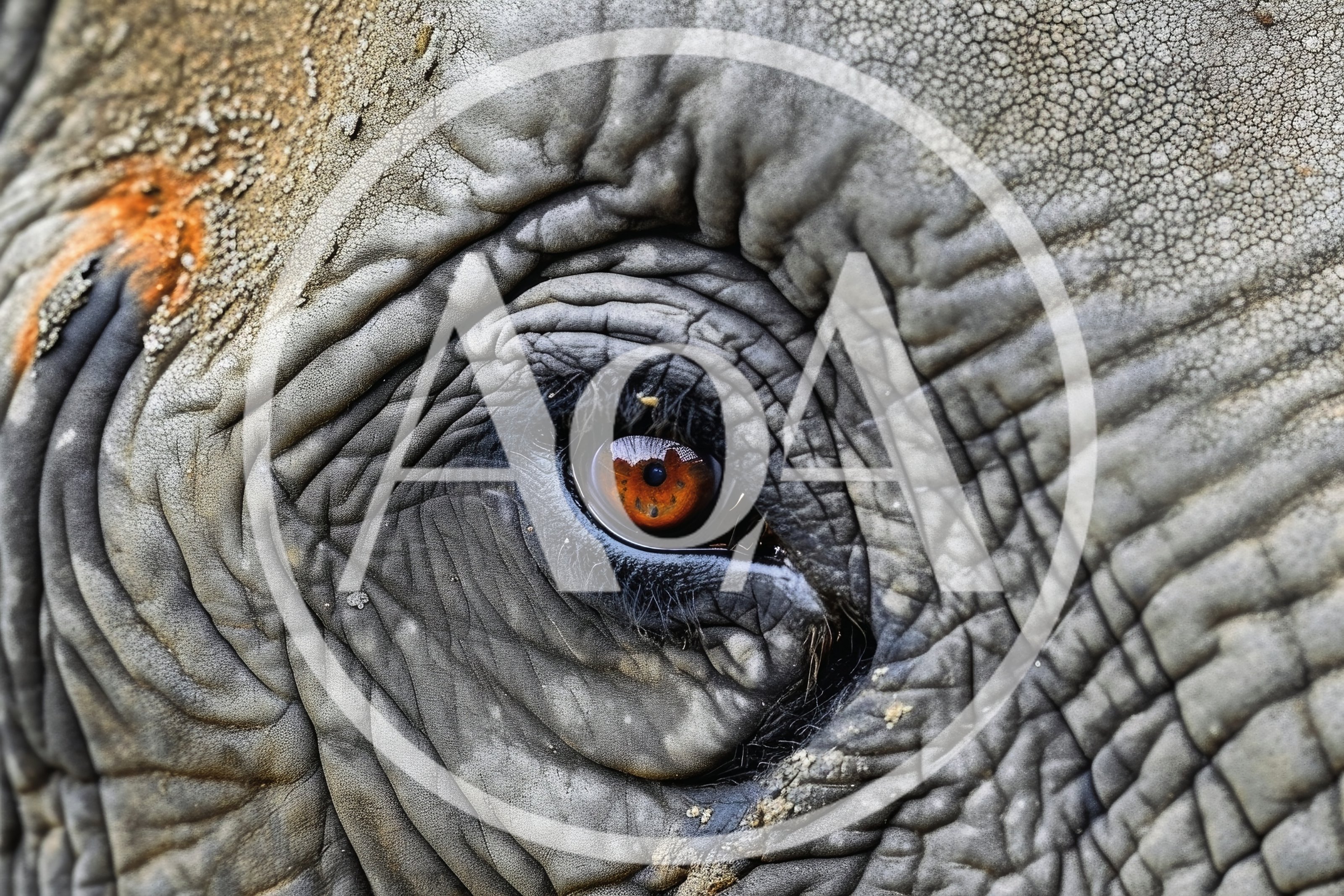 Extreme Close Up Of An Elephant Eye