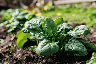 Fresh Spinach Plants Growing In A Garden Bed