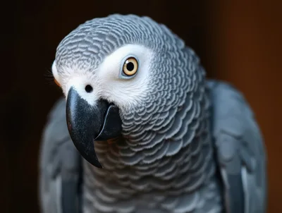 Close Up Portrait Of An African Grey Parrot
