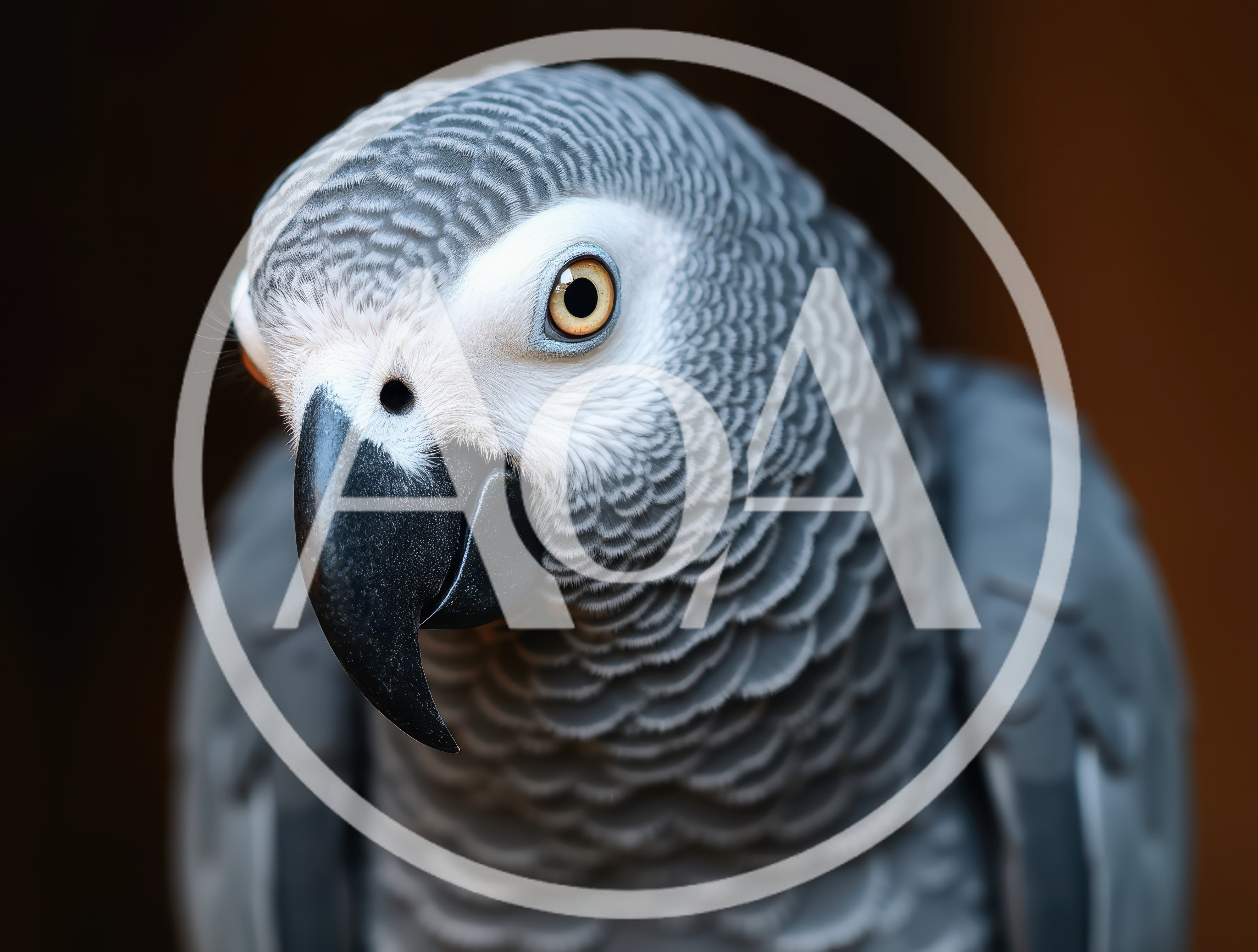 Close Up Portrait Of An African Grey Parrot