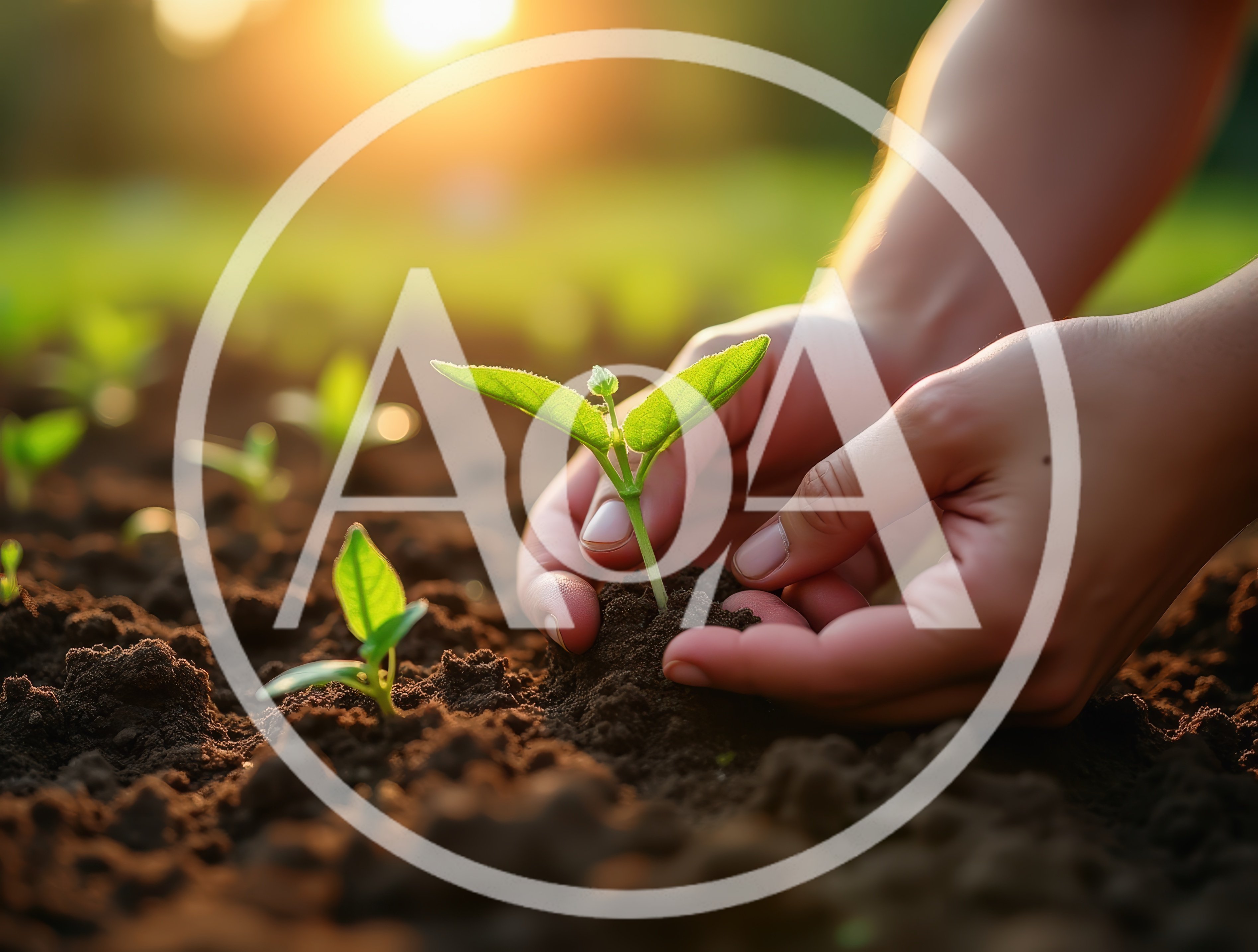Hands Planting A Small Green Seedling In Soil
