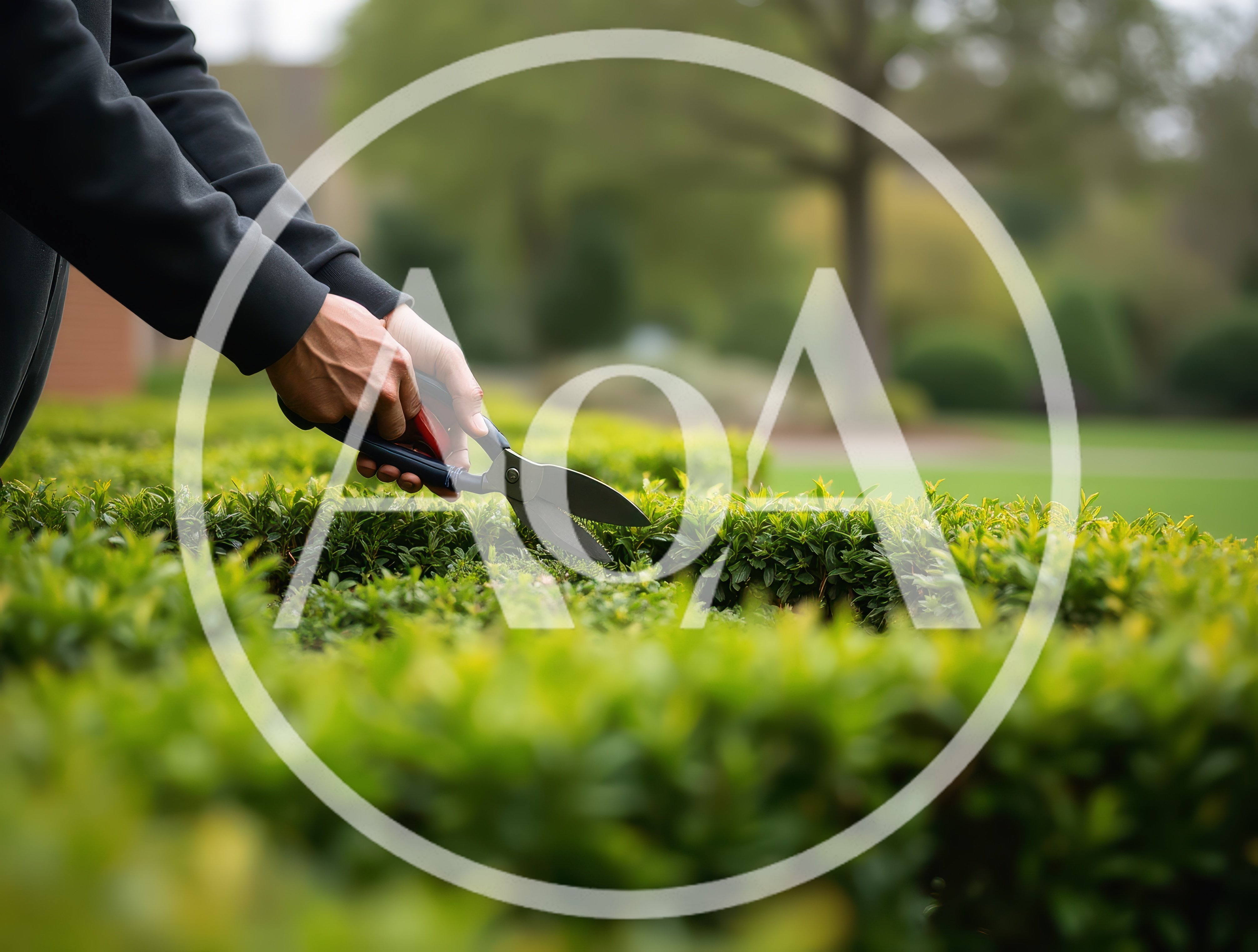 Gardener Trimming A Green Hedge With Hand Shears
