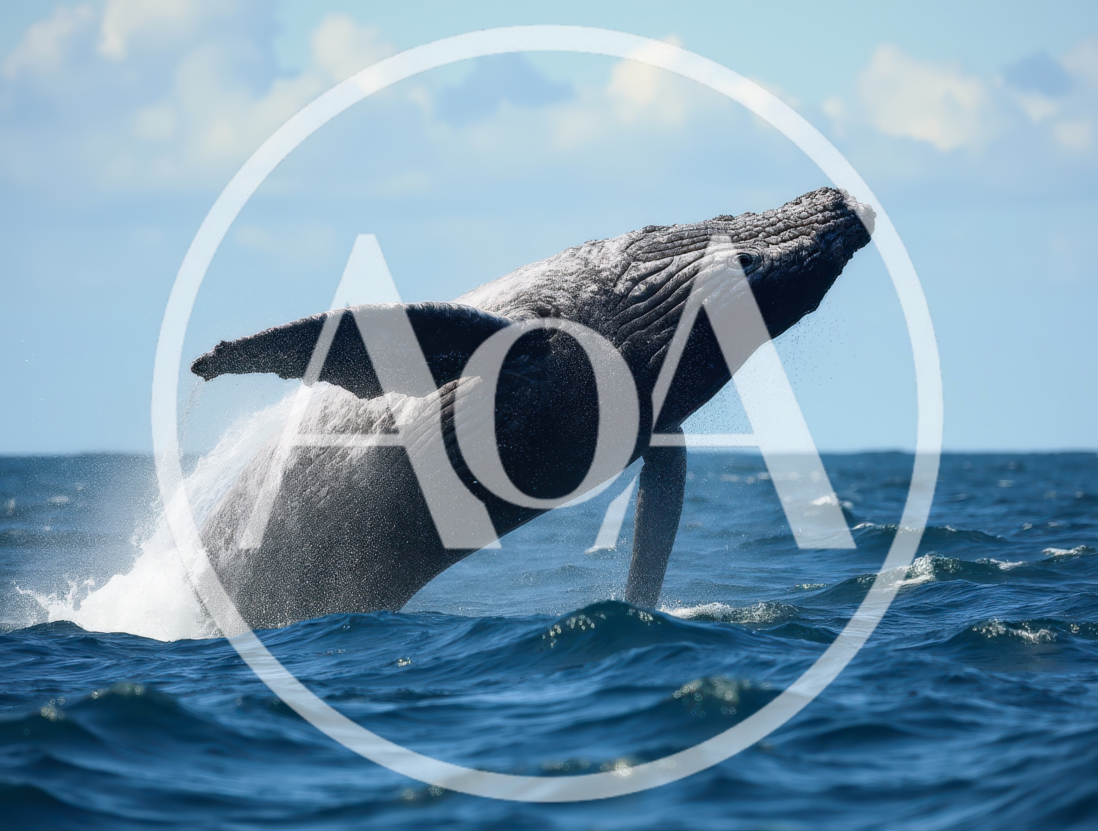 Humpback Whale Breaching Out Of The Ocean