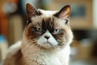 Grumpy Cat Portrait With Distinctive Frowning Expression