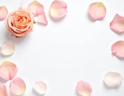Peach Rose And Petals On White Background
