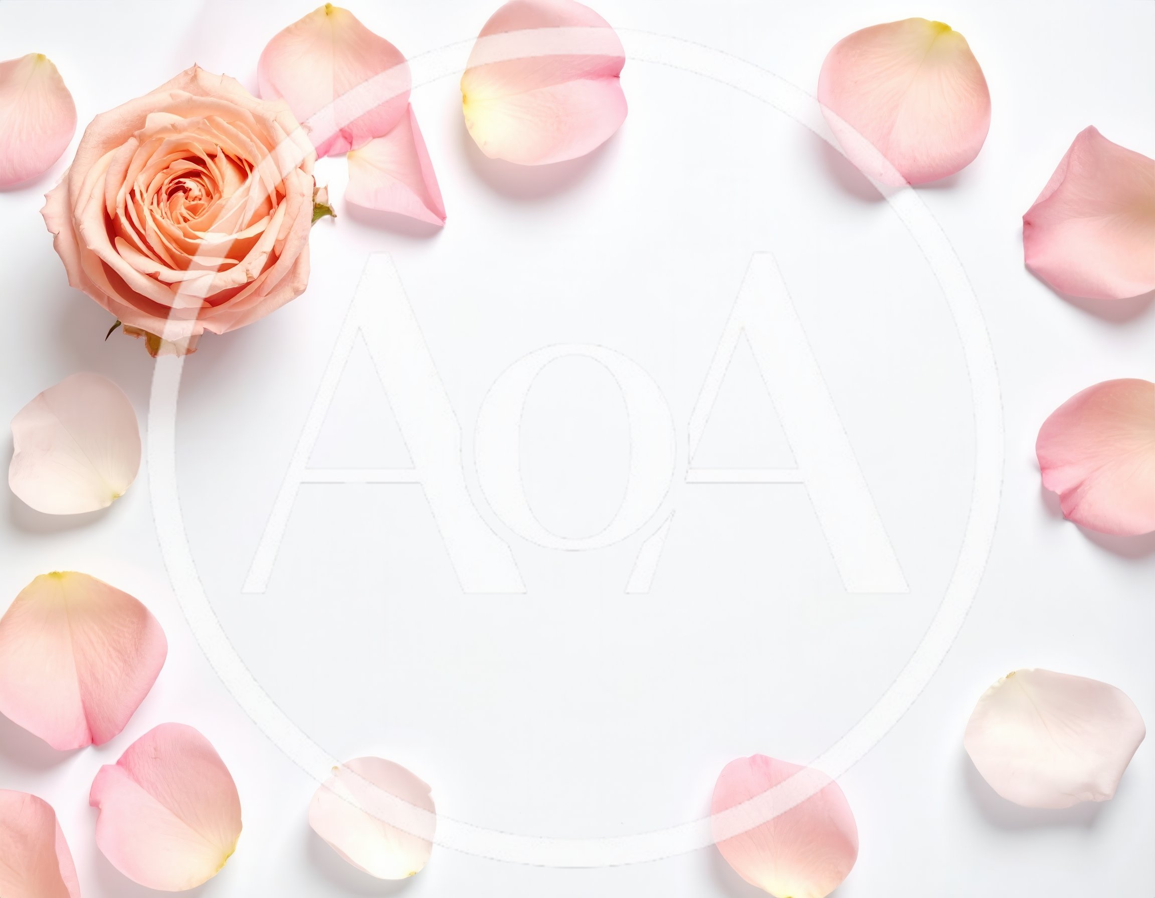 Peach Rose And Petals On White Background
